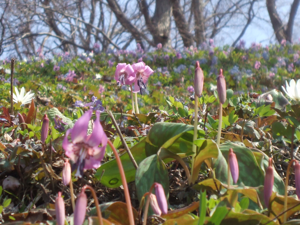 Flowering crown (photographed around noon on April 23)