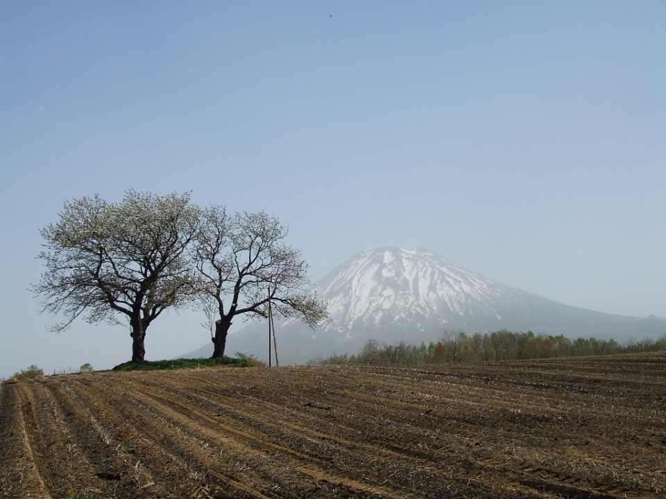 2本のサクランボの木(5月7日お昼頃撮影)