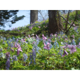 桜ヶ丘公園のカタクリやエゾエンゴサク(5月2日お昼頃)