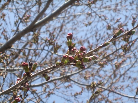 新雪谷町前的櫻花（5月2日中午左右）