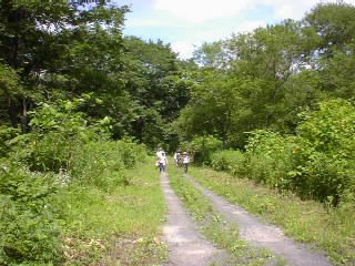 Forest cultivated by setting low dam group