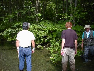 River forest grown between low dams