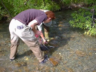 底質のためか水生昆虫があまりみられませんでした