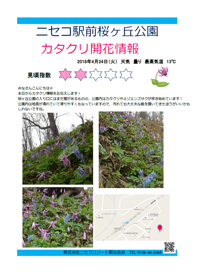 カタクリ開花情報0424