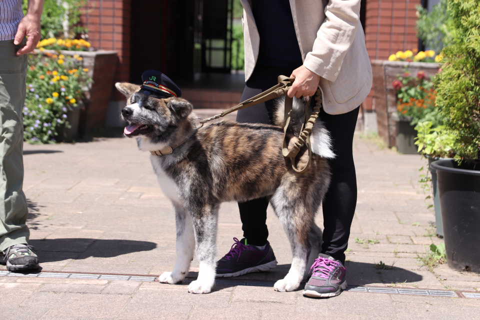 Jrニセコ駅看板犬に 駅長帽子 が贈られました インフォメーション 北海道ニセコ町