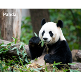 パンダ