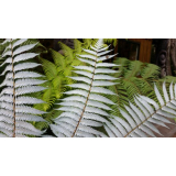 silver fern