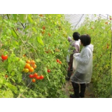 House tomato harvest experience