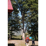 在佐贺神社的附近，大树并排而立，仿佛是开拓时期的景象。