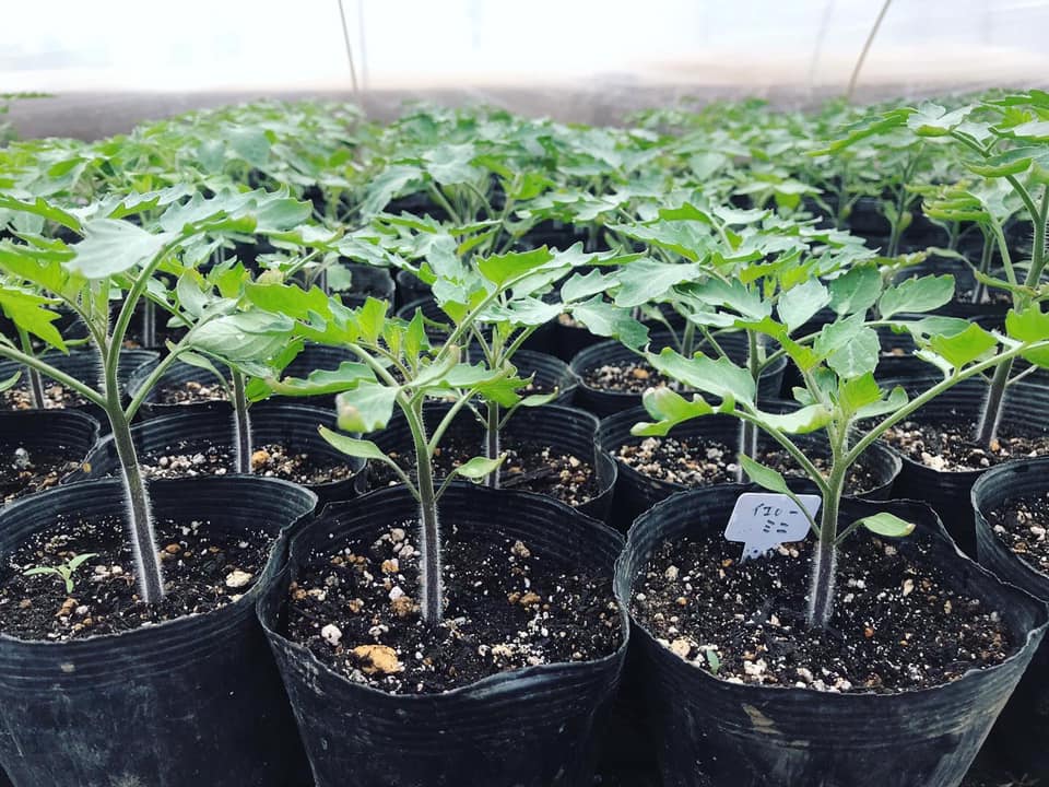 Tomato seedlings