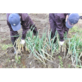 Kujo green onion harvest 3