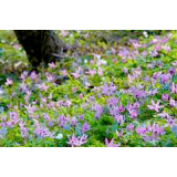 【ニセコの春】カタクリとエゾエンゴサクの群生 (桜ケ丘公園)