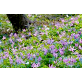 【Spring of Niseko】 A group of catfish and Ezoengosaku (Okaokaoka Park)