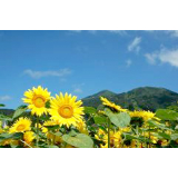 【Niseko's summer】 Sunflower field and Niseko Annupuri