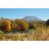 【Autumn of Niseko】 Autumn leaves (Mt. Yotei in the Utagawa River)