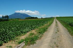 Efforts to create landscapes like Niseko